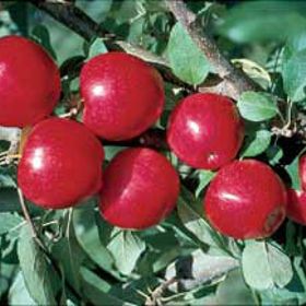 Photo of Stark® UltraRed™ Gala Apple Tree