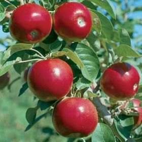 Photo of Starkspur® Com-Pact Mac™ Apple Tree