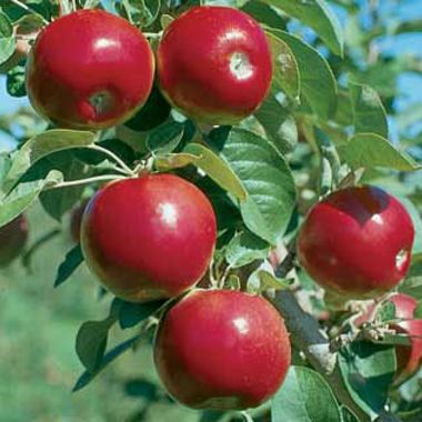 Photo of Starkspur® Com-Pact Mac™ Apple Tree