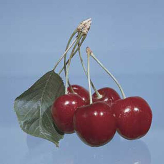 Photo of Bing Sweet Cherry Tree