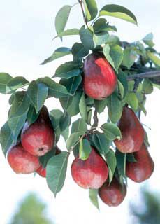Photo of Starkrimson® Pear Tree