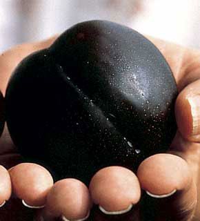 Photo of Blue Giant Plum Tree