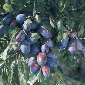 Photo of Stark® Blue Ribbon™ Prune-Plum Tree