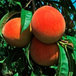 Photo of Cresthaven Peach Tree