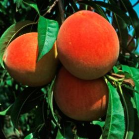 Photo of Cresthaven Peach Tree