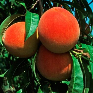 Photo of Cresthaven Peach Tree