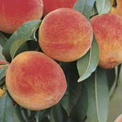 Photo of Stark® EarliGlo™ Peach