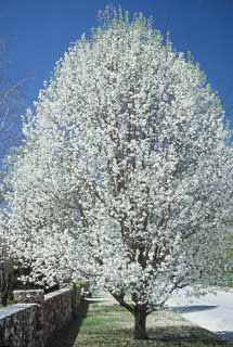 Photo of Bradford Flowering Pear Tree