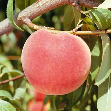 Photo of Stark® Early Loring™ Peach Tree
