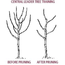 Pruning central leader