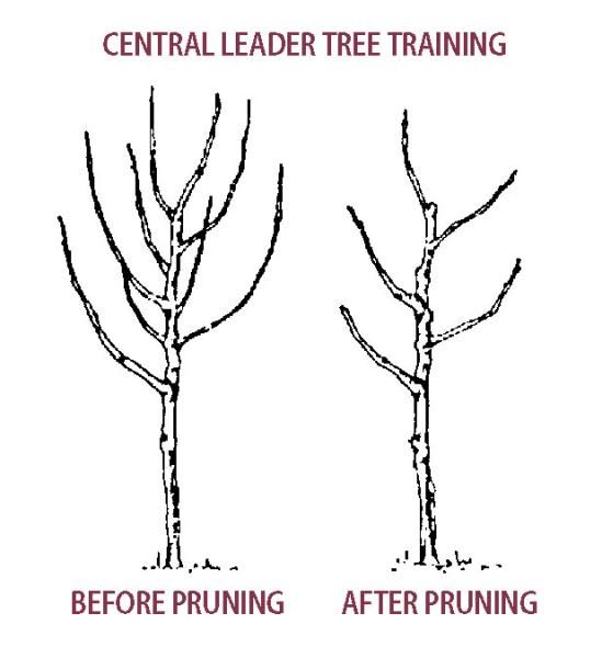 Different methods of fruit tree pruning