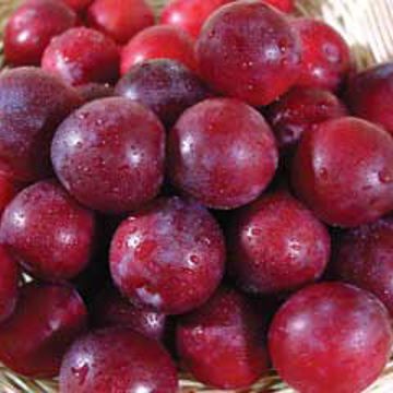 Photo of Methley Plum Tree