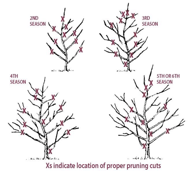 Pruning Cherry Trees - Stark Bro's tree bush diagram 
