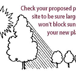 Cherry Tree Size Chart