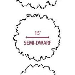 Tree spacing, overhead visual