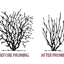 Pruning Blackberries