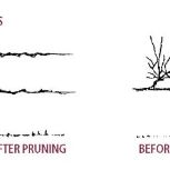When to Prune Grapevines: Expert Tips for Healthy Vines