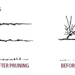 Pruning grapes