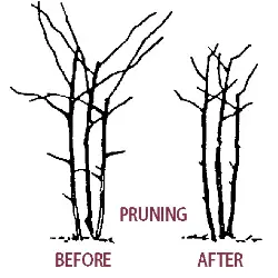 Pruning blackberry plants