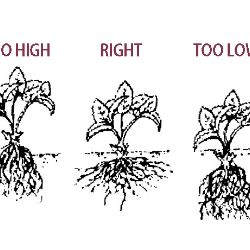 Planting strawberries, crown not too deep or too high