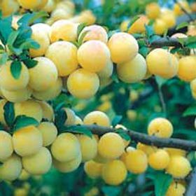 Photo of Shiro Plum Tree