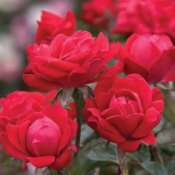 Knock Out Rose