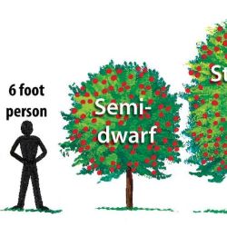 Cherry Tree Size Chart