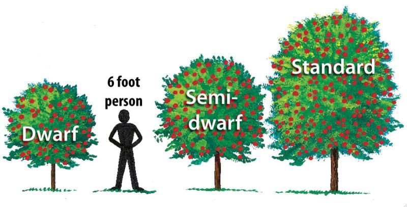 Cherry Tree Size Chart