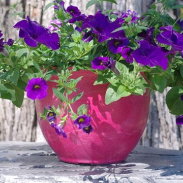 Photo of Camellia Biodegradable 9" Pot & Saucer