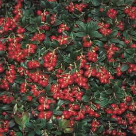 Photo of Koralle Lingonberry Plant