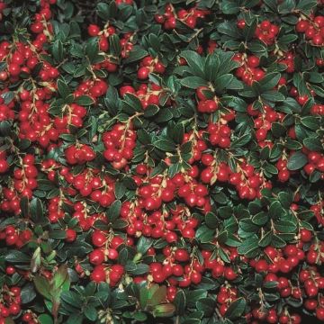 Photo of Koralle Lingonberry Plant