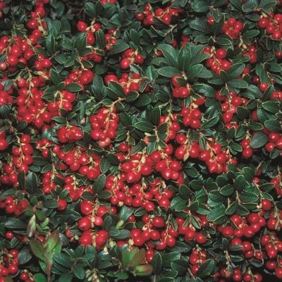 Photo of Koralle Lingonberry Plant