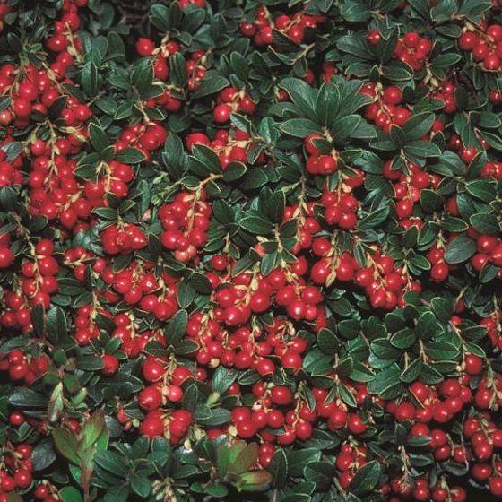 Photo of Koralle Lingonberry Plant