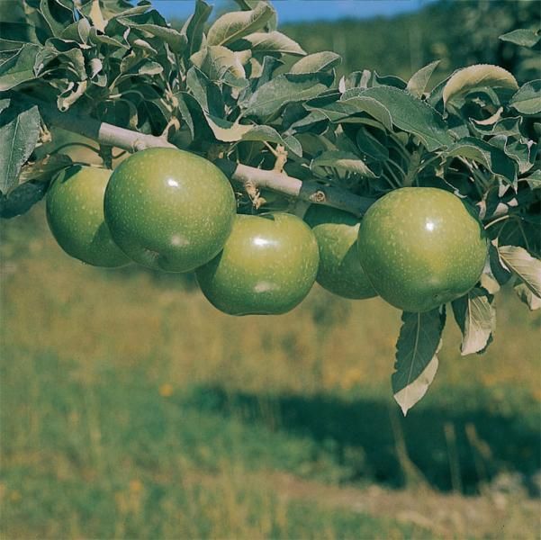 Online Orchards Granny Smith Apple Tree Bare Root
