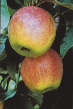 Photo of Stark® GrandGala™ Apple Tree