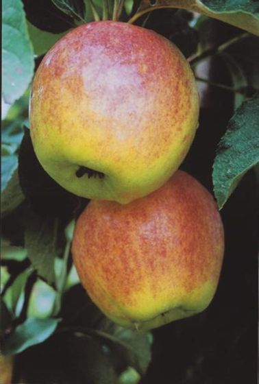 Dwarf Gala Apple Tree - One of the earliest to ripen! (2 years old and –  Online Orchards