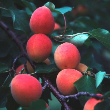 Photo of Wilson Delicious Apricot Tree