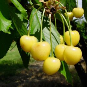 Photo of Stark® Gold™ Sweet Cherry Tree