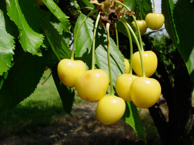 Stark® Gold™ Sweet Cherry - Cherry Trees - Stark Bro’s