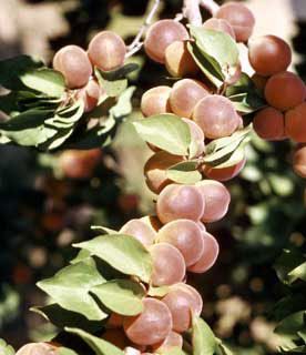 Photo of Giant Tilton Apricot Tree