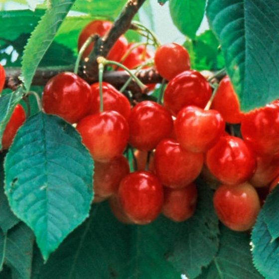 Photo of Whitegold® Sweet Cherry Tree