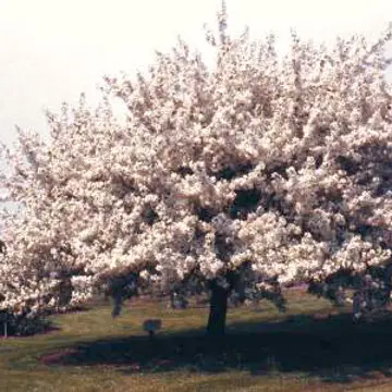 Photo of Spring Snow Flowering Crabapple Tree
