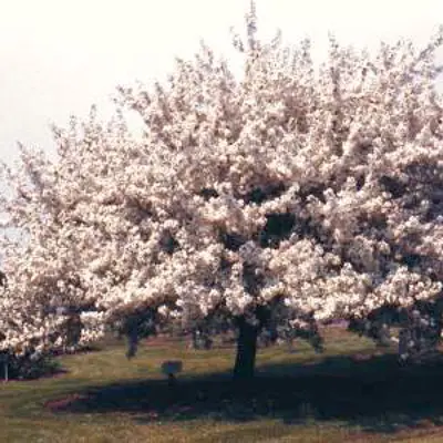 Photo of Spring Snow Flowering Crabapple Tree