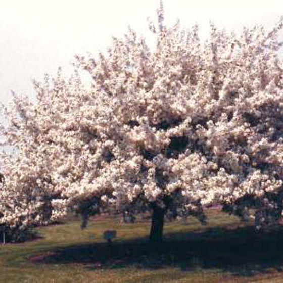 Photo of Spring Snow Flowering Crabapple Tree