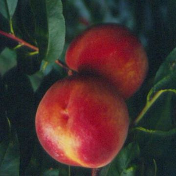 Photo of Autumnstar® Peach Tree