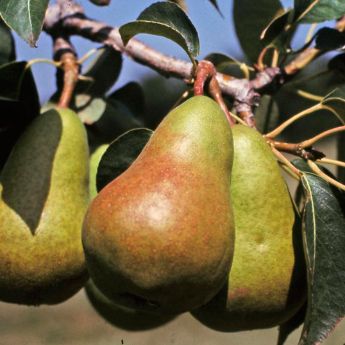 European Pear Trees