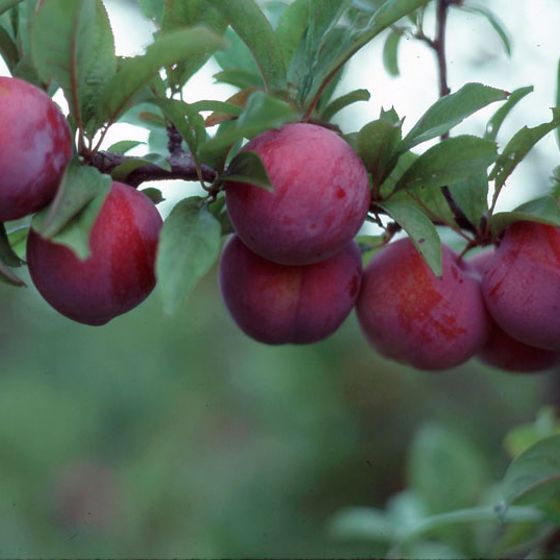 Photo of Ozark Premier Plum Tree