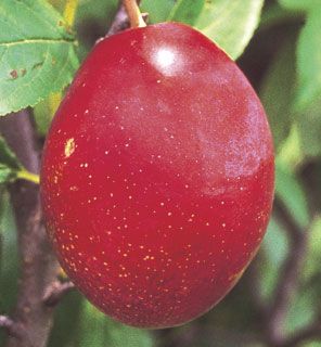 Photo of Waneta Plum Tree