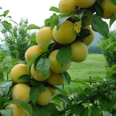 Photo of Shiro Plum Tree