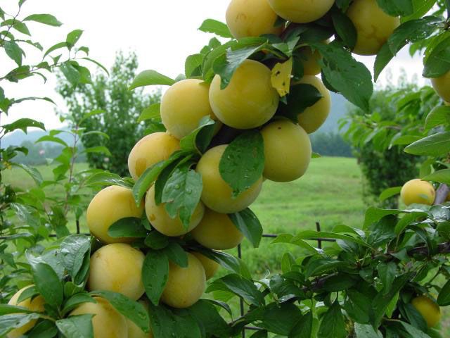 Shiro Plum Tree - Stark Bro’s